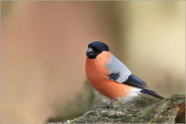 <p>HÝL OBECNÝ (Pyrrhula pyrrhula) Šluknovsko - Jiříkov ------- /Eurasian bullfinch - Gimpel/</p>